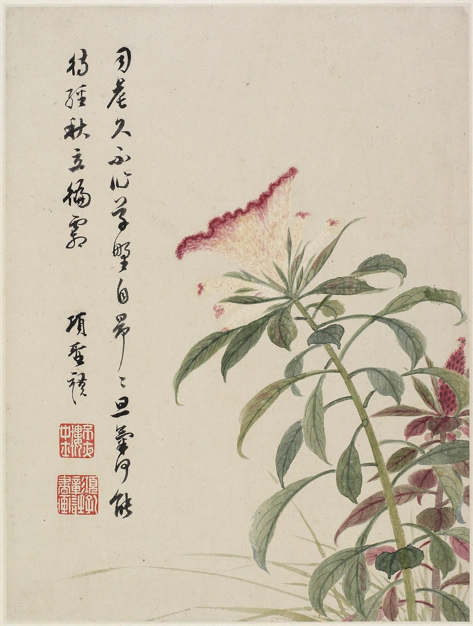 Hanekam uit een bloemenalbum van tien bladeren, 1656 door Shengmo Xiang