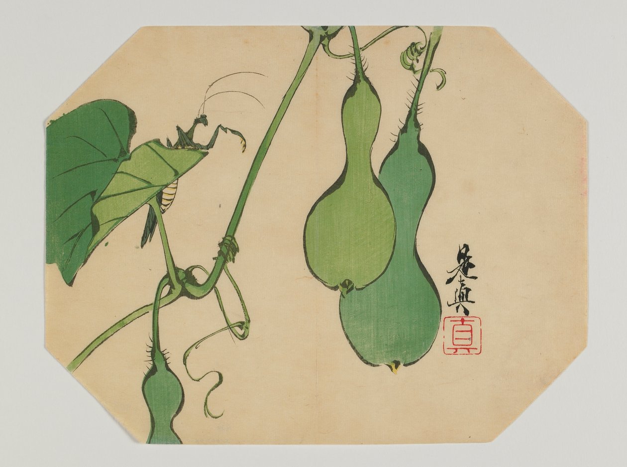 Print voor een uchiwa, kalebassen aan een wijnstok met een bidsprinkhaan, Meiji-periode, eind 19e eeuw door Shibata Zeshin