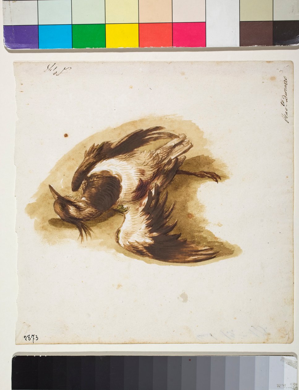 De Dode Kievit (tekening) door Sinibaldo Scorza