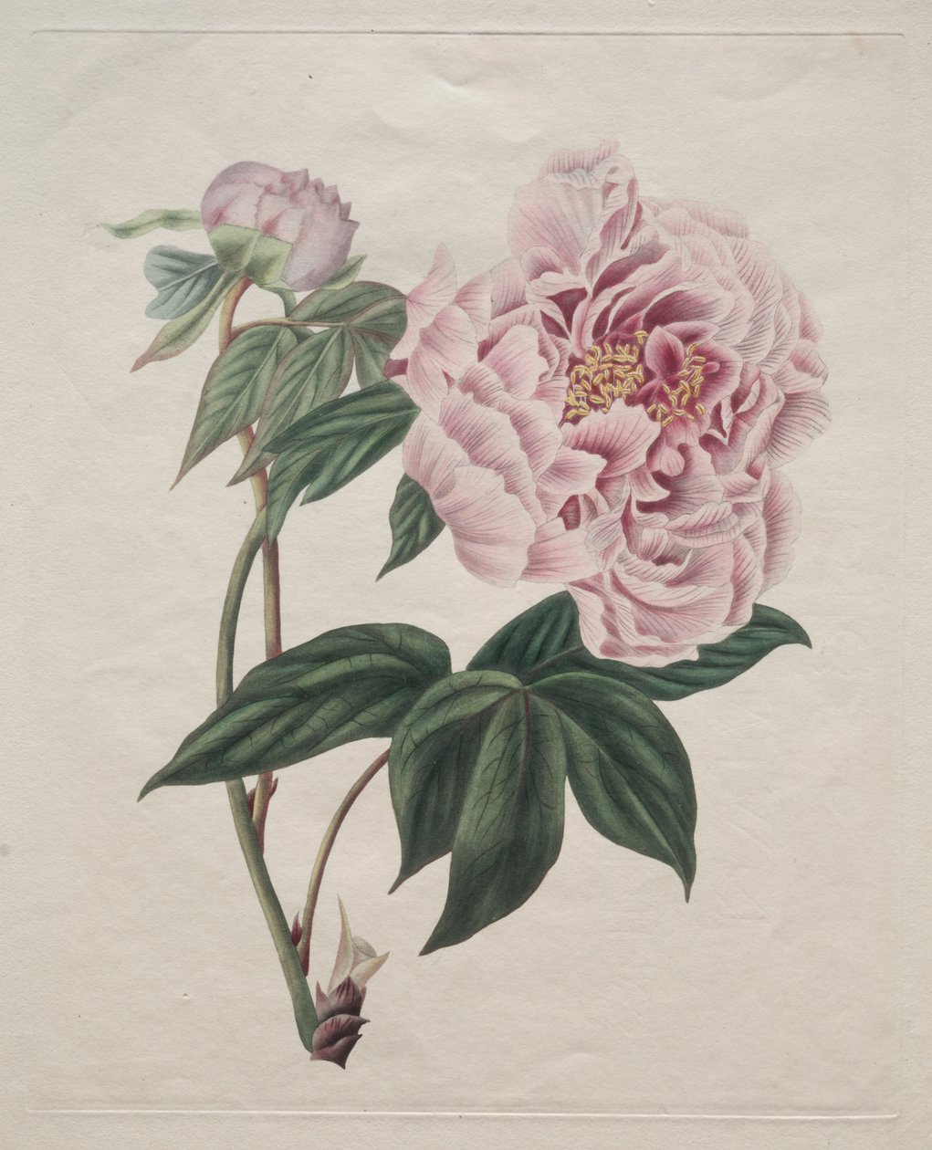 Chinese Boompioen (Paeonia suffruticosa) door Smith