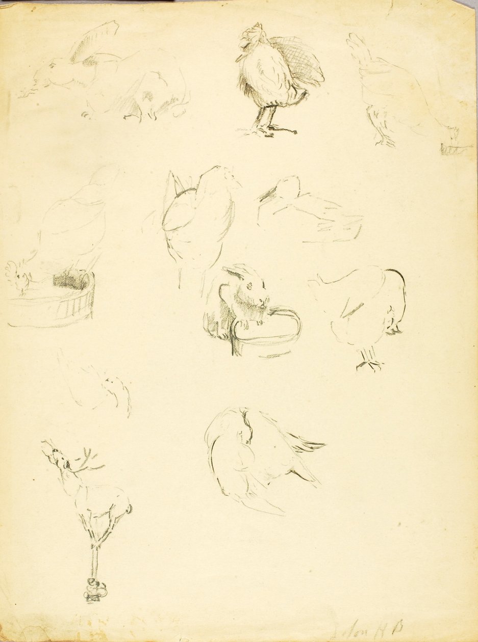 Dierstudies door Solon H. Borglum