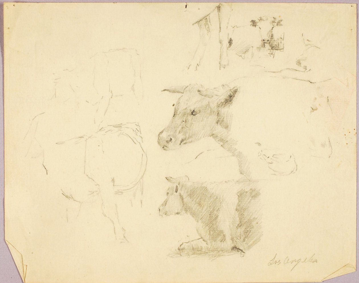 Cows door Solon H. Borglum