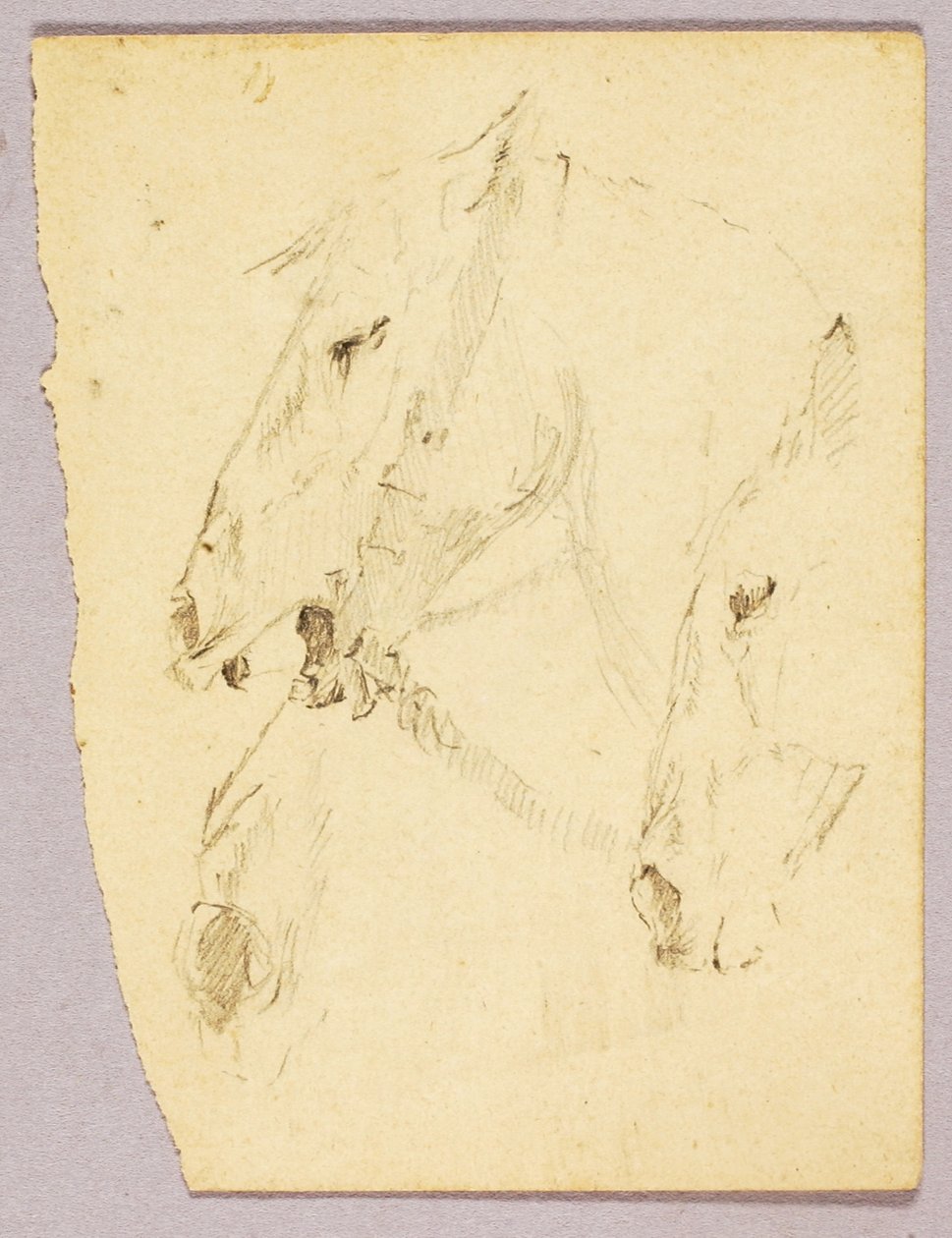 Paardenkoppen door Solon H. Borglum