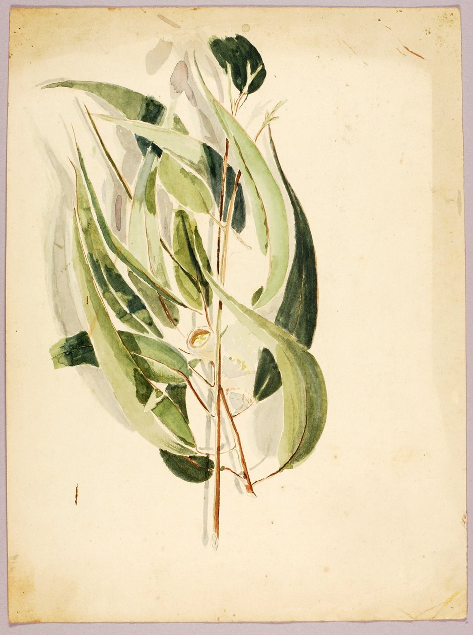 Studie van planten door Solon H. Borglum