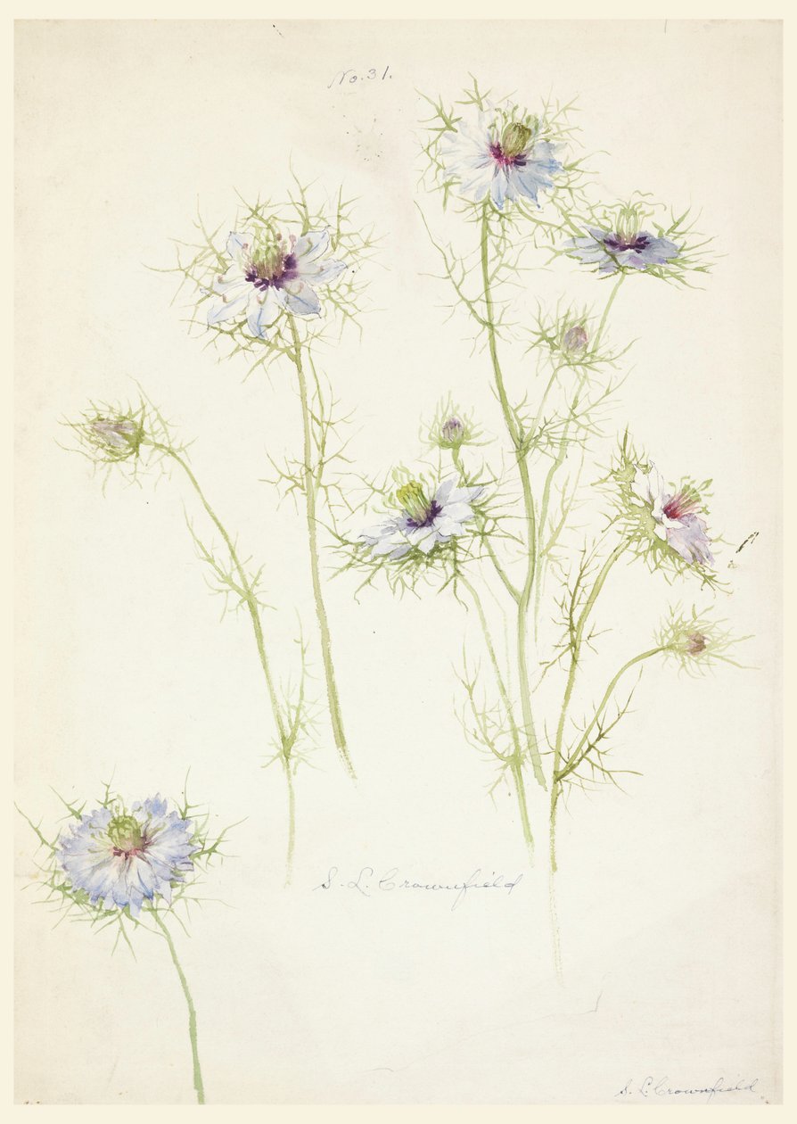 Tekening, Studies: Liefde in de mist, eind 19e eeuw door Sophia L. Crownfield