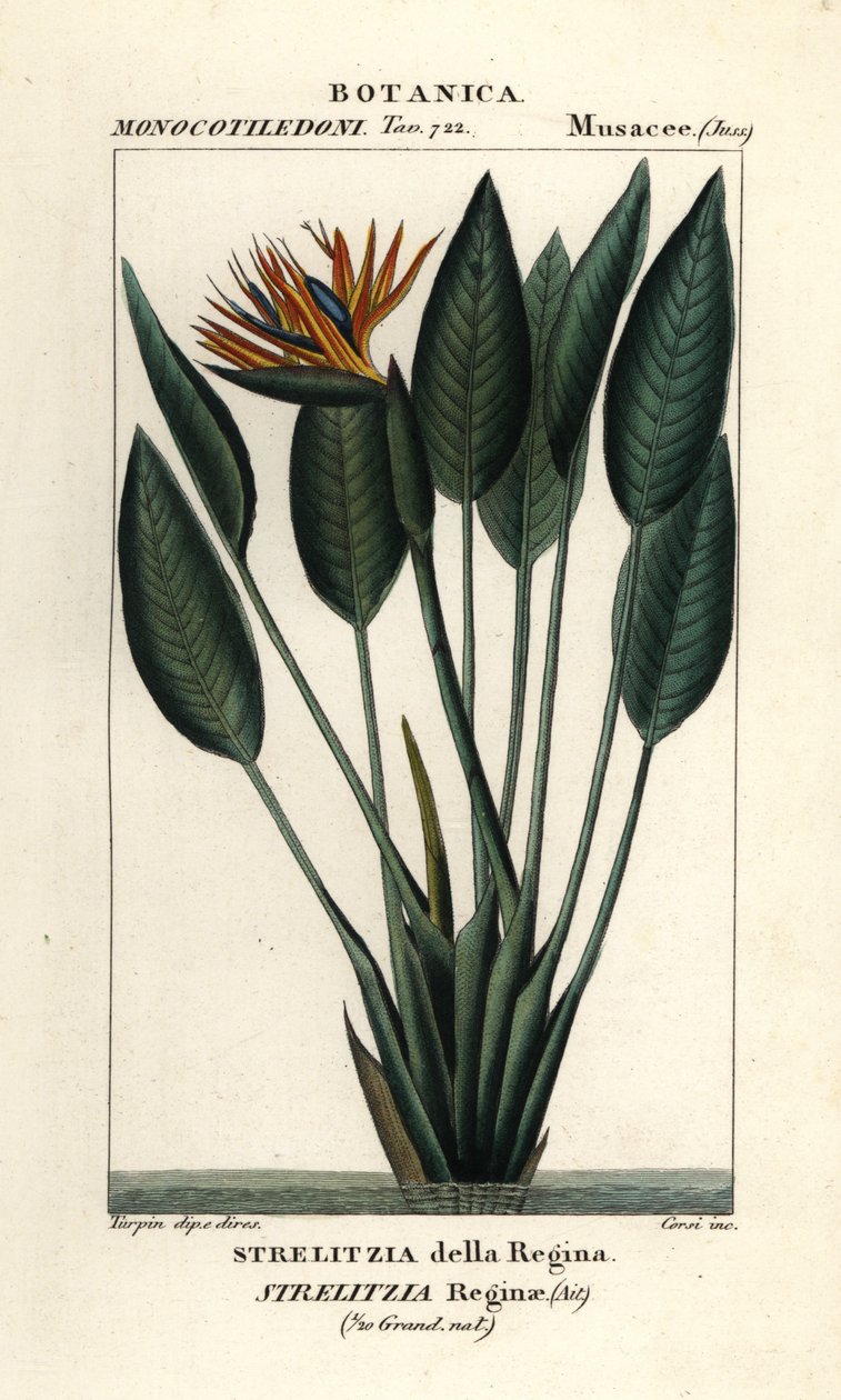 Paradijsvogelbloem, Strelitzia reginae door Stanghi Stanghi