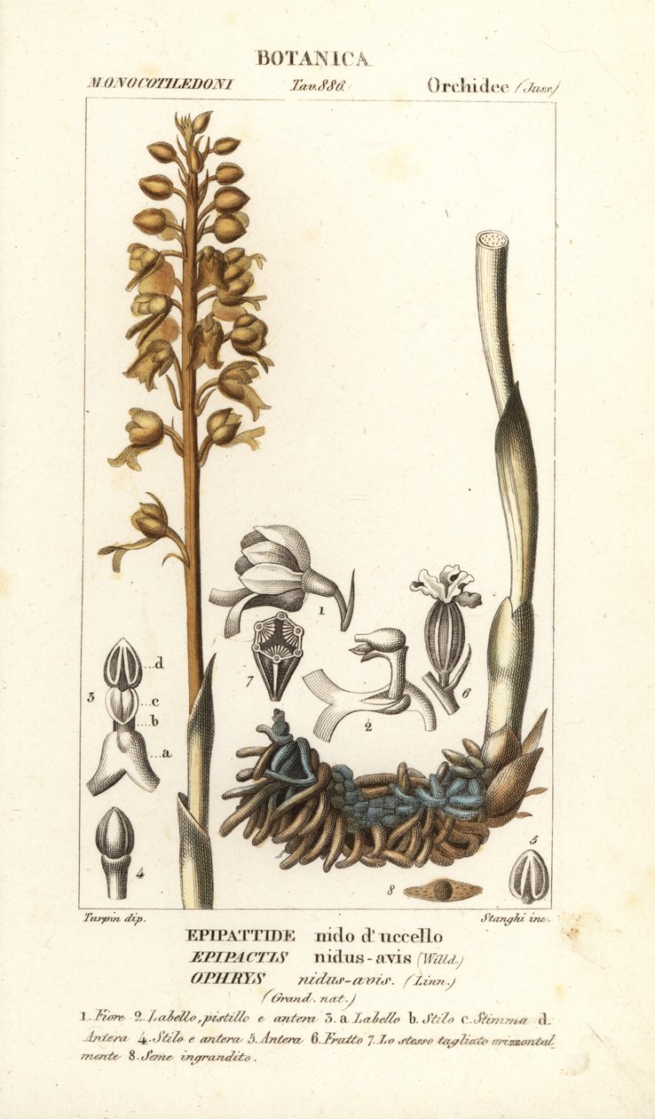 Vogelnestorchidee, Neottia nidus-avis door Stanghi Stanghi