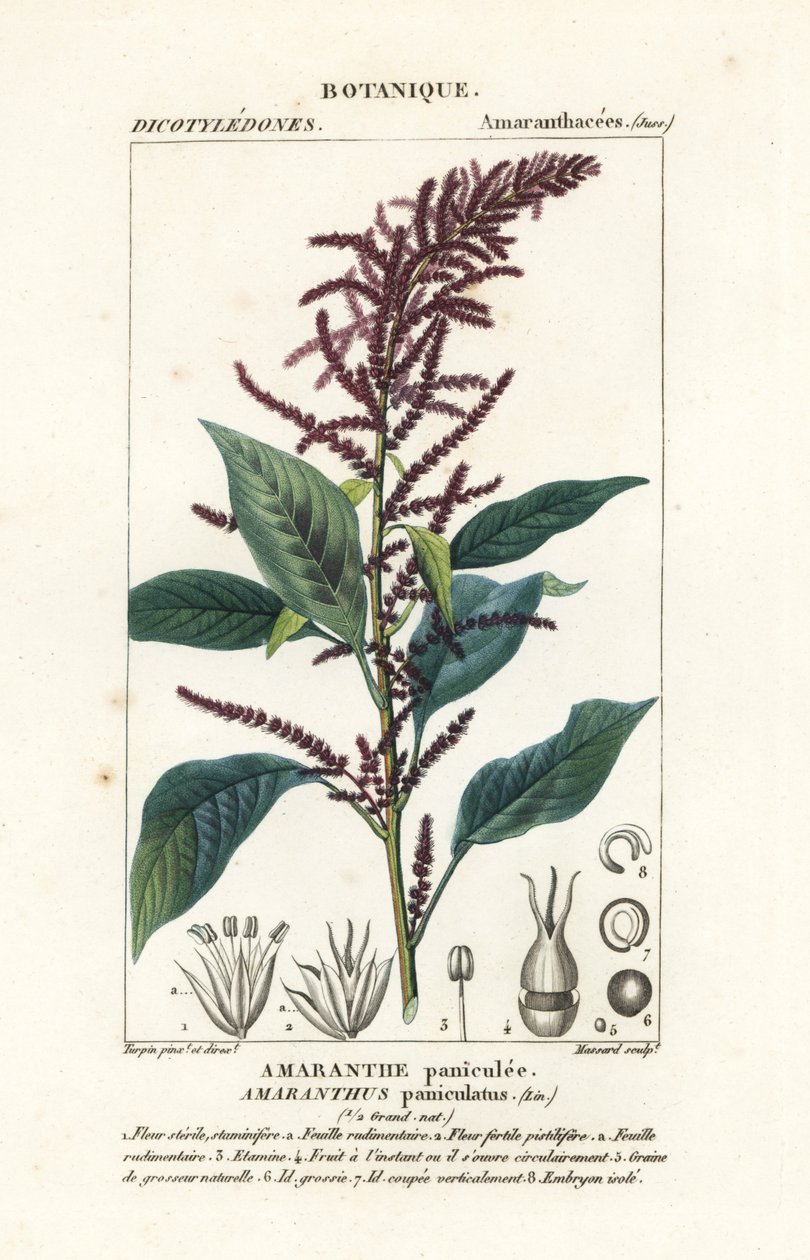 Bloedamarant, Amaranthus cruentus door Stanghi Stanghi