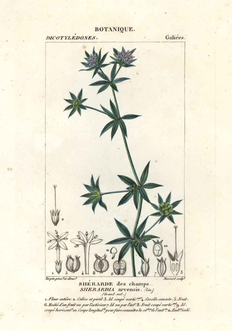 Blauwe veldmeester, Sherardia arvensis door Stanghi Stanghi