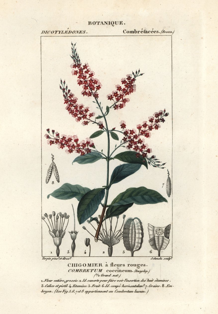 Bushwillow, Combretum coccineum door Stanghi Stanghi