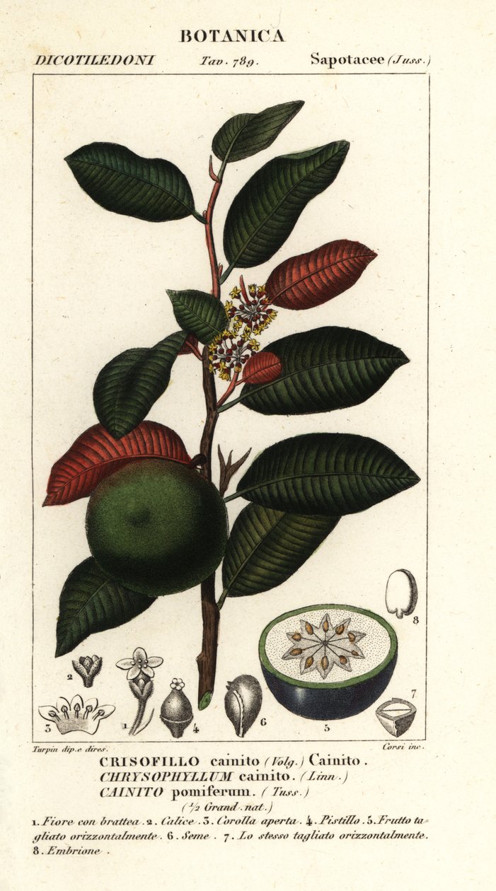Cainito, Chrysophyllum cainito door Stanghi Stanghi