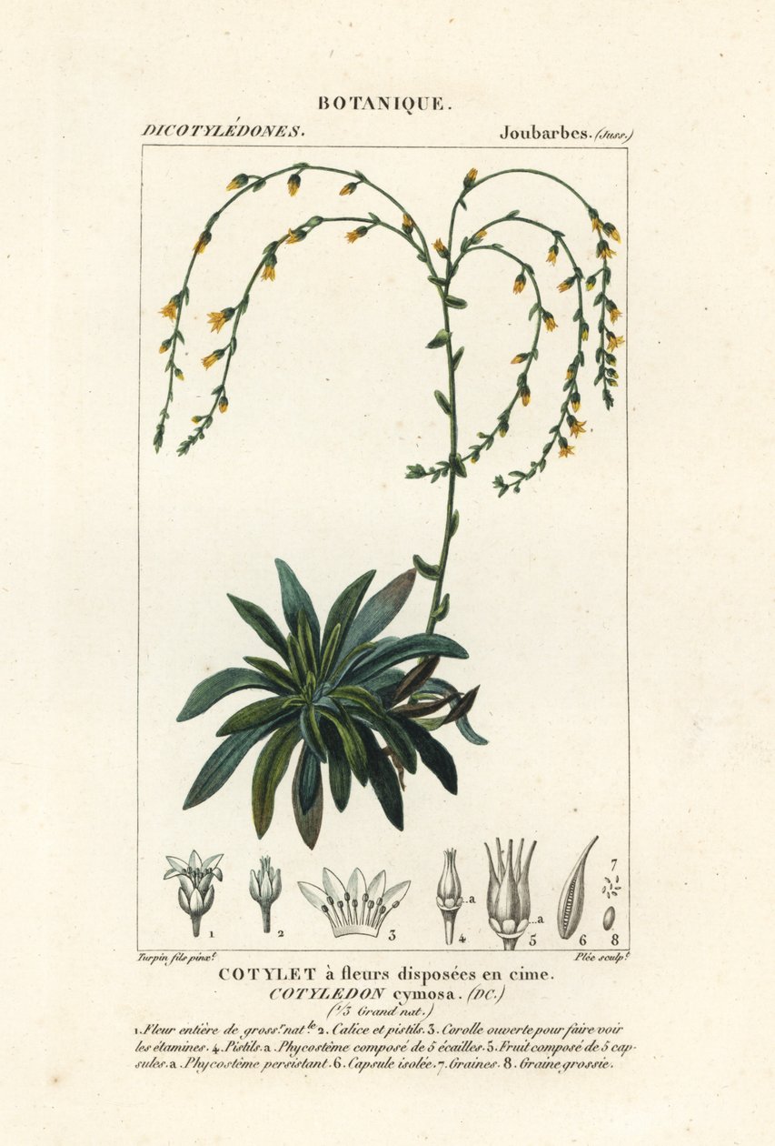 Canyon eeuwiglevend, Dudleya cymosa door Stanghi Stanghi