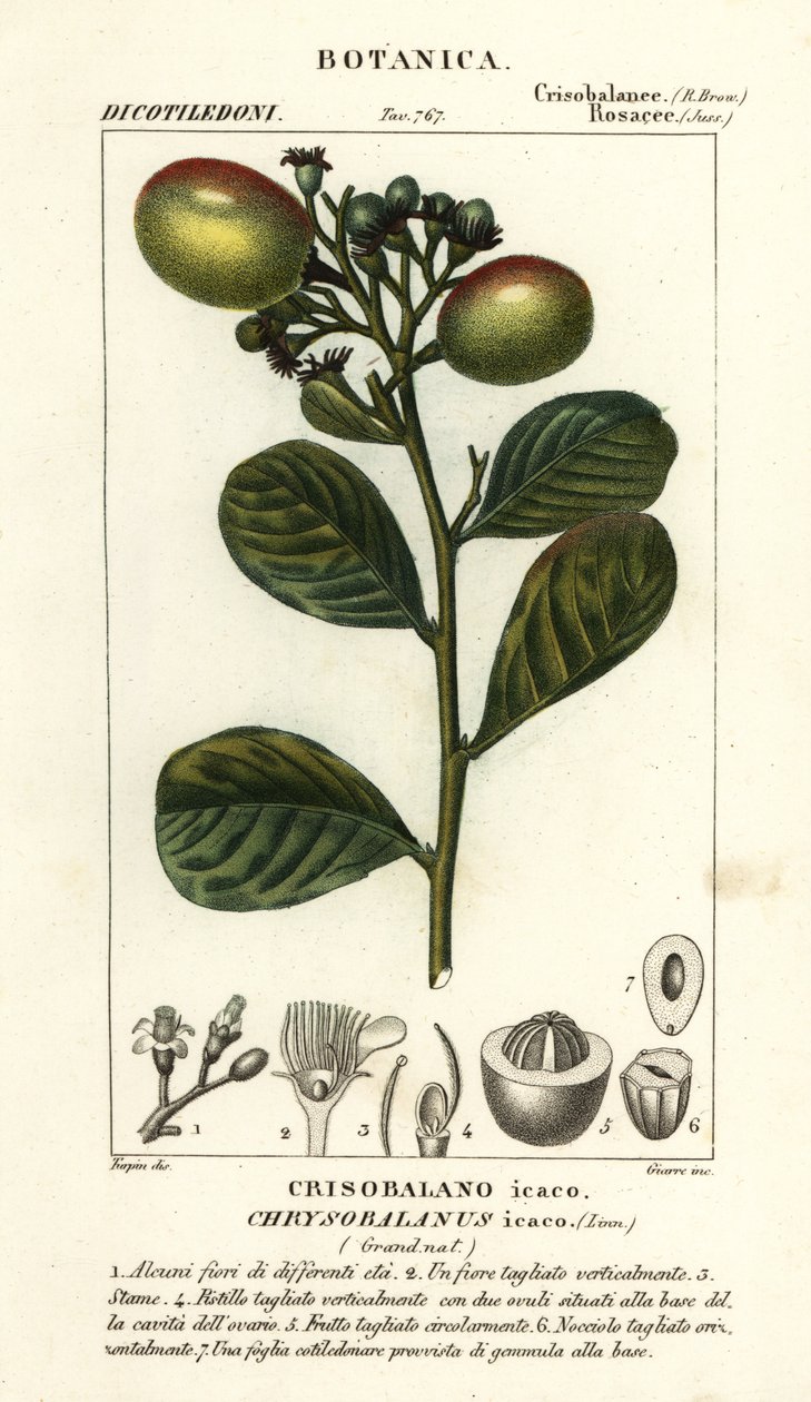 Cocoplum, Chrysobalanus icaco door Stanghi Stanghi