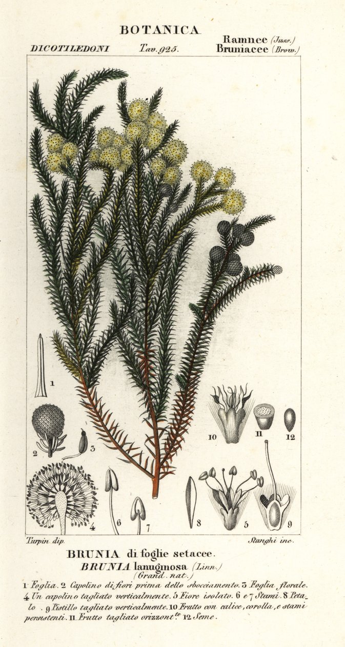 Gewone katoenstruik, Berzelia lanuginosa door Stanghi Stanghi