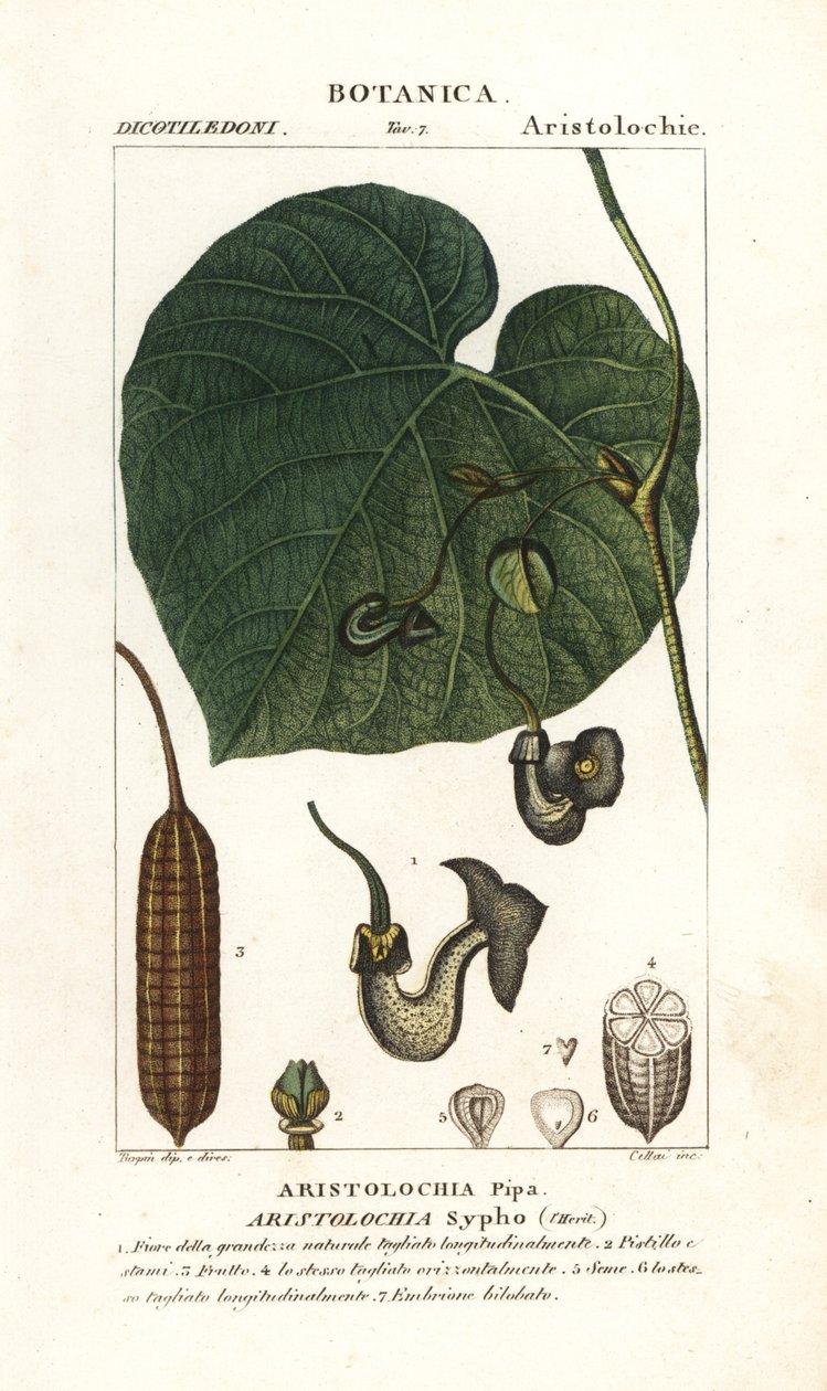 Pijpbloem of pijpplant, Aristolochia macrophylla door Stanghi Stanghi