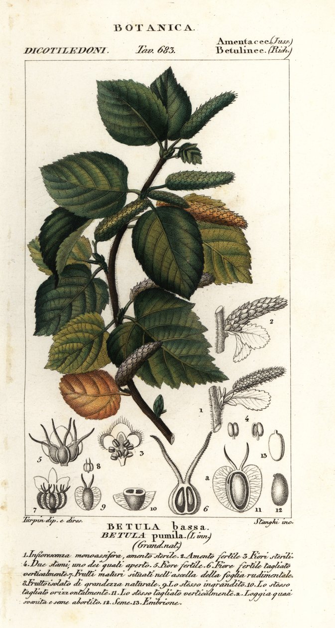 Dwergberk, Betula pumila door Stanghi Stanghi
