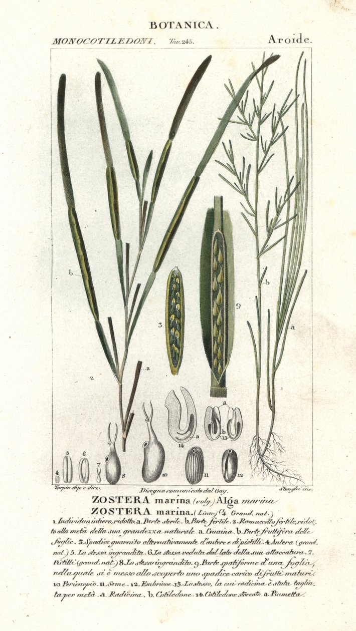 Zeegras of zeewier, Zostera marina door Stanghi Stanghi