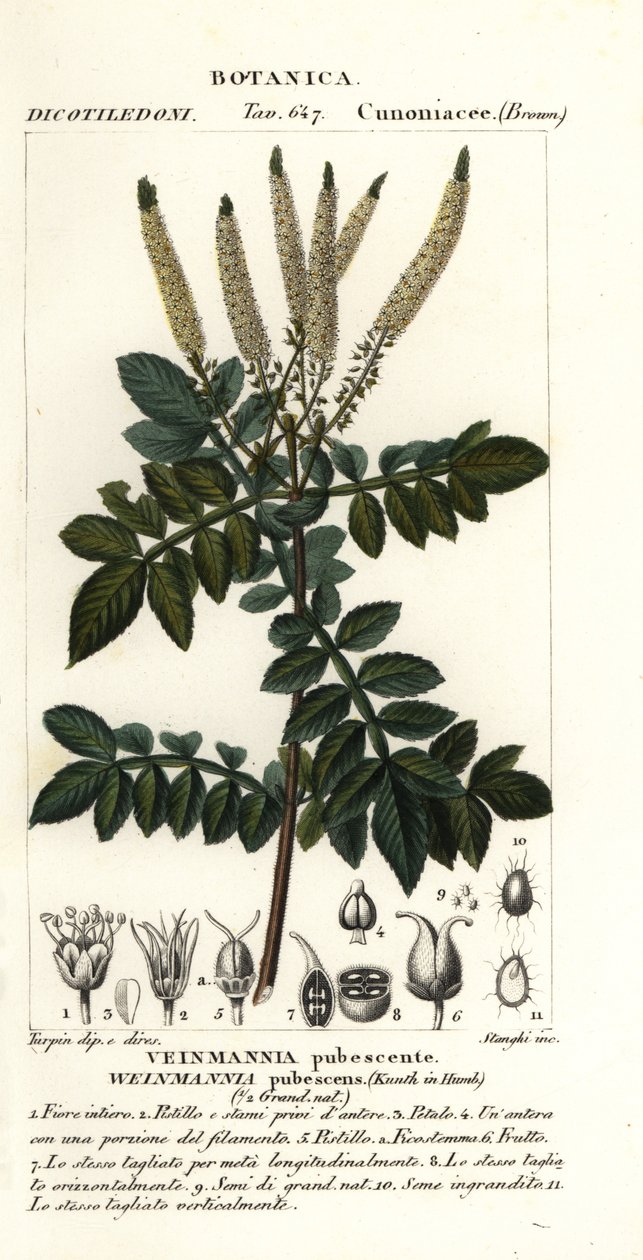Encenillo, Weinmannia pubescens door Stanghi Stanghi