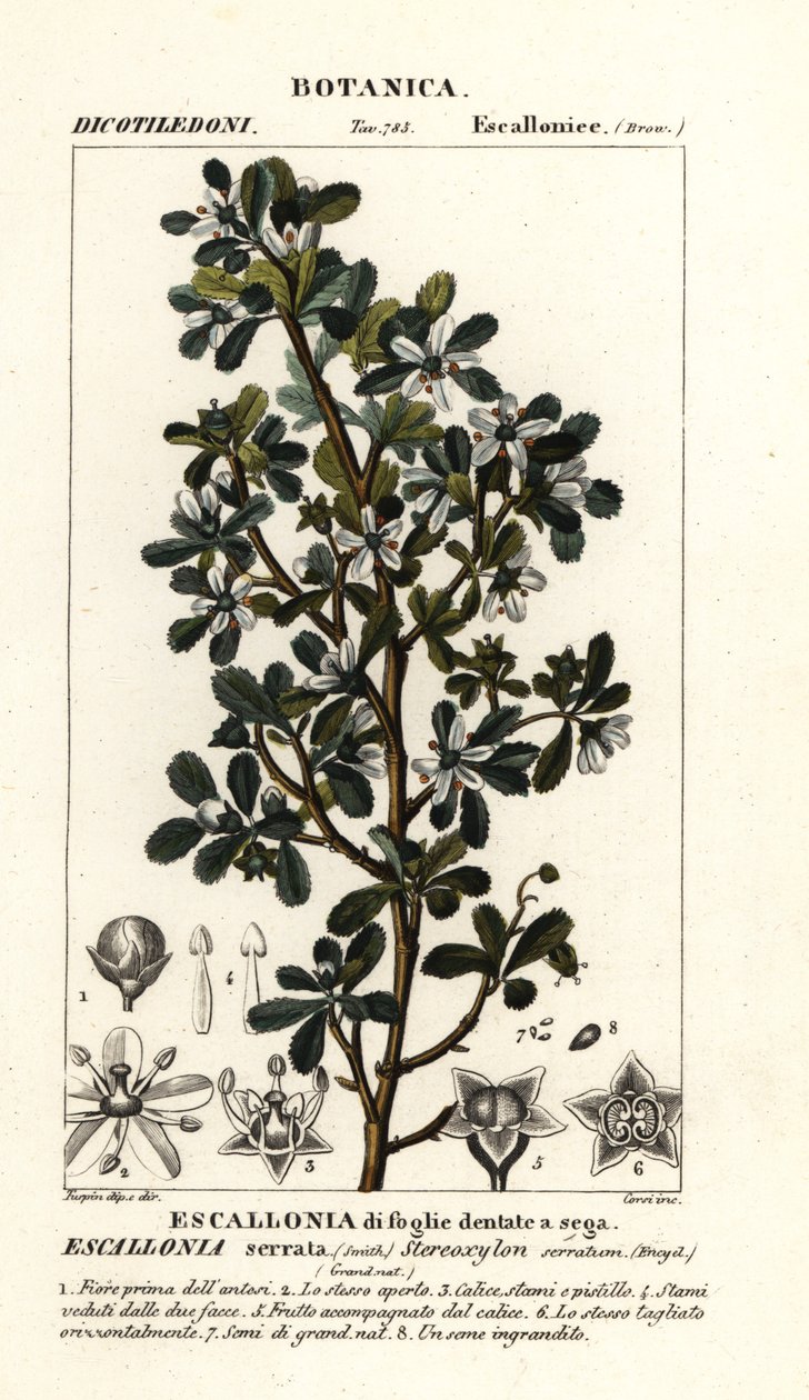 Escallonia serrata door Stanghi Stanghi