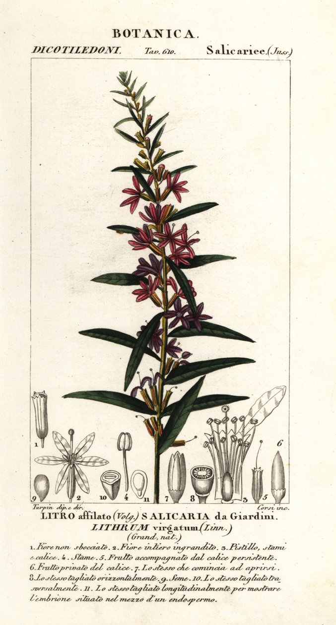 Europese kattenstaart, Lythrum virgatum door Stanghi Stanghi