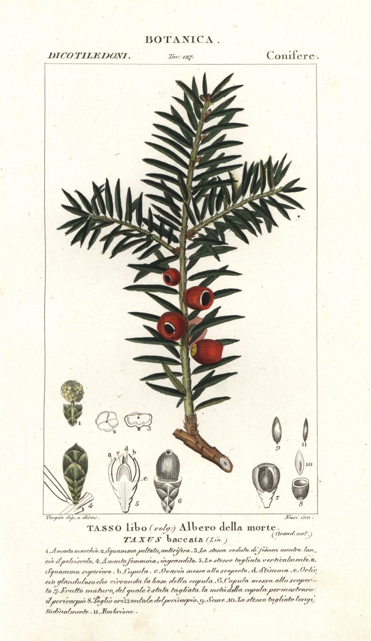 Europese taxusboom, Taxus baccata door Stanghi Stanghi