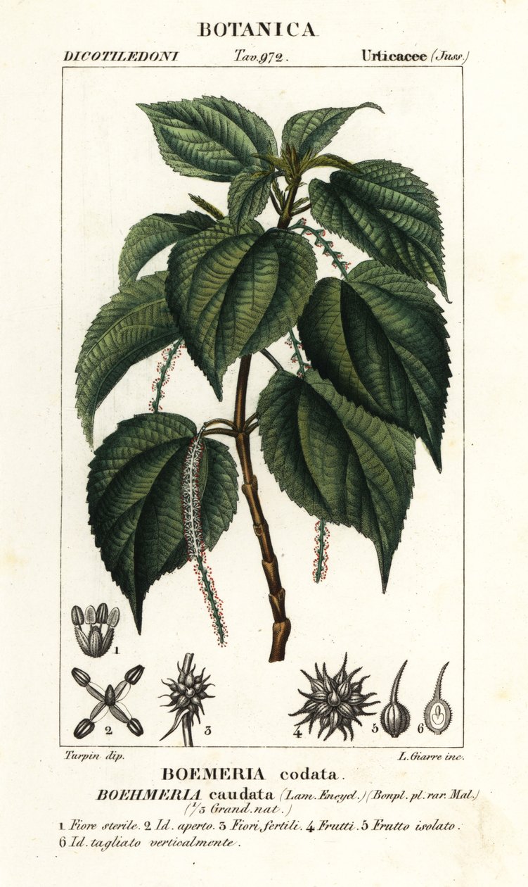 Valse brandnetel, Boehmeria caudata door Stanghi Stanghi