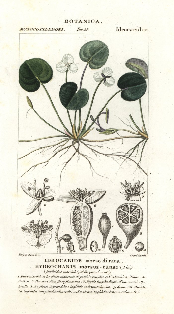 Kikkerbeet, Hydrocharis morsus-ranae door Stanghi Stanghi