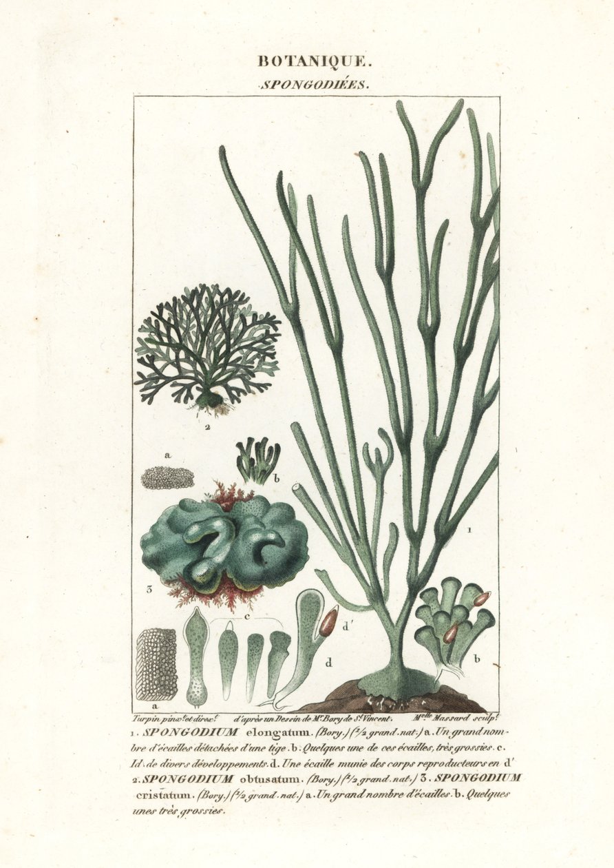 Groene algen Spongodium soorten door Stanghi Stanghi