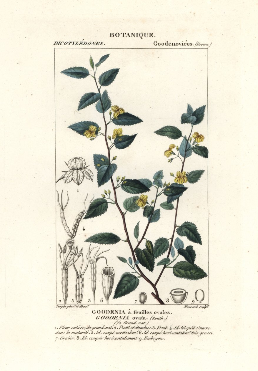 Hop goodenia, Goodenia ovata door Stanghi Stanghi