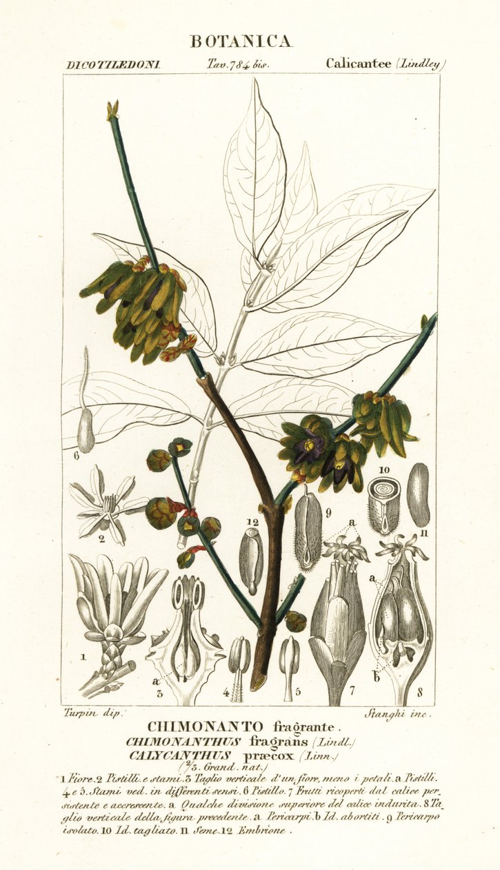Japanse allspice, Chimonanthus praecox door Stanghi Stanghi