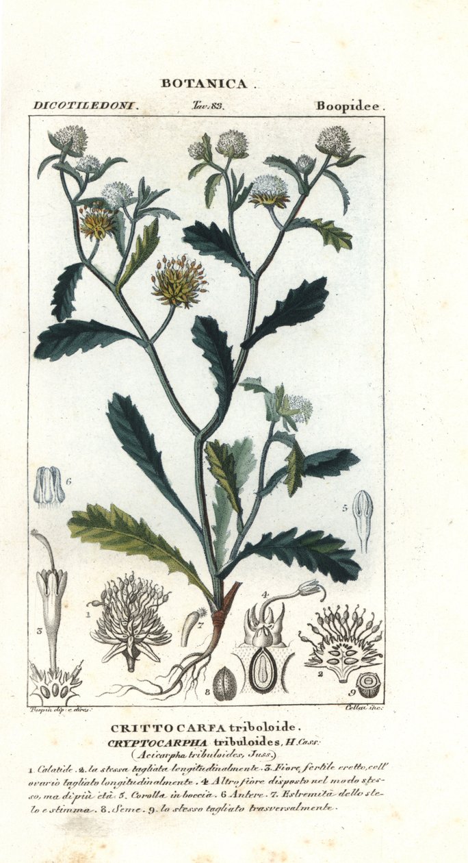 Mevrouw gorgon, Acicarpha tribuloides door Stanghi Stanghi