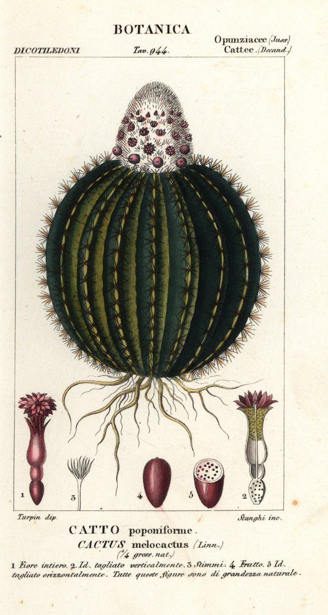 Meloencactus, Melocactus caroli-linnaei door Stanghi Stanghi