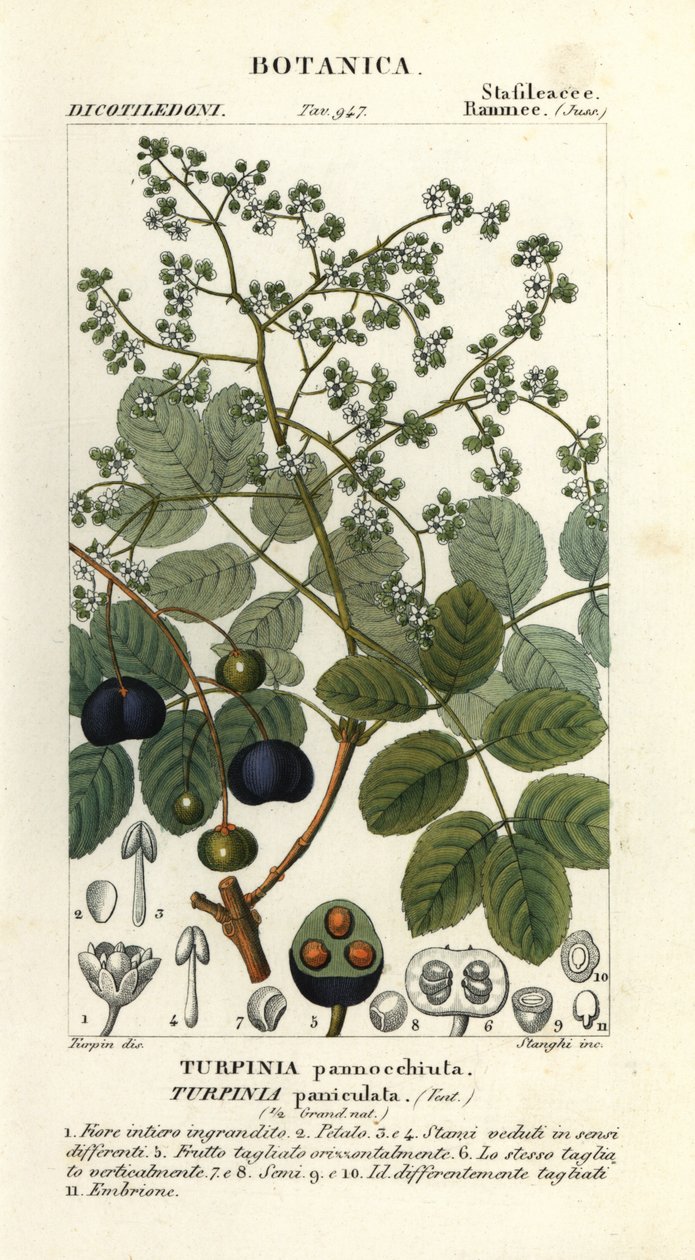Muttonwood, Turpinia occidentalis door Stanghi Stanghi