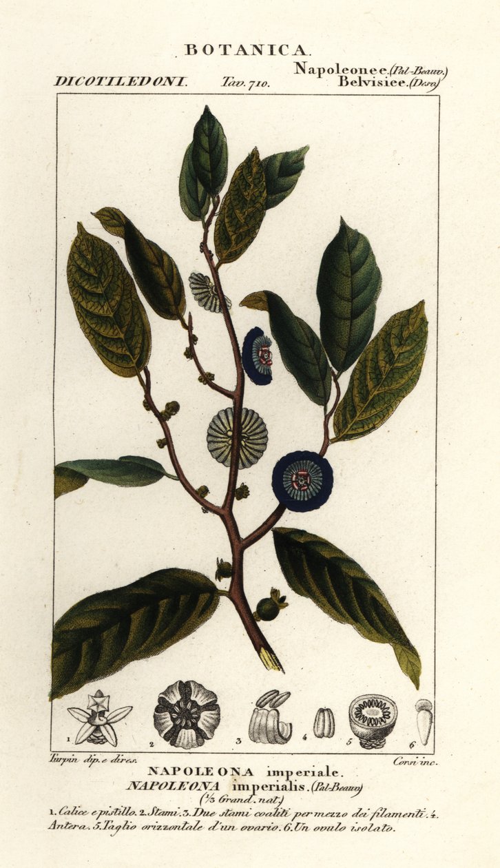 Napoleonaea imperialis door Stanghi Stanghi