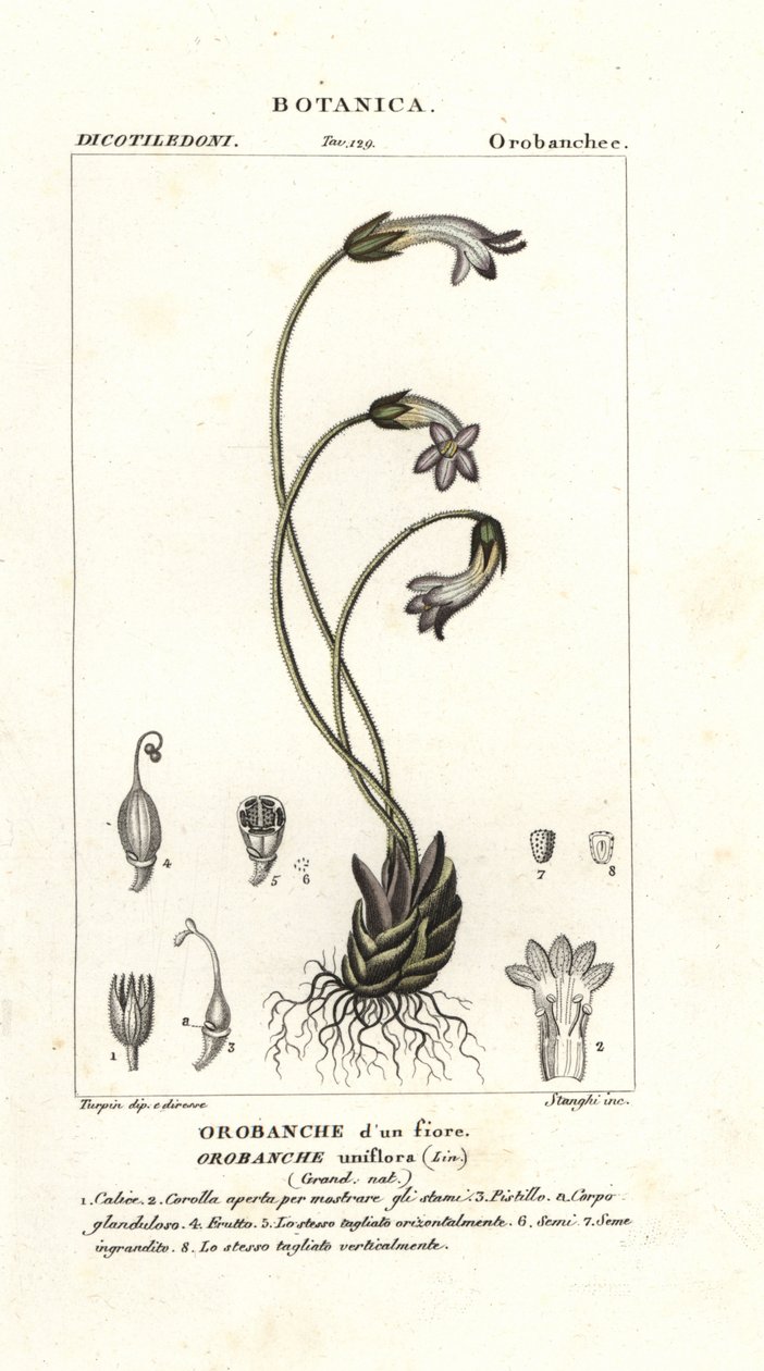 Eenbloemige bremraap, Orobanche uniflora door Stanghi Stanghi