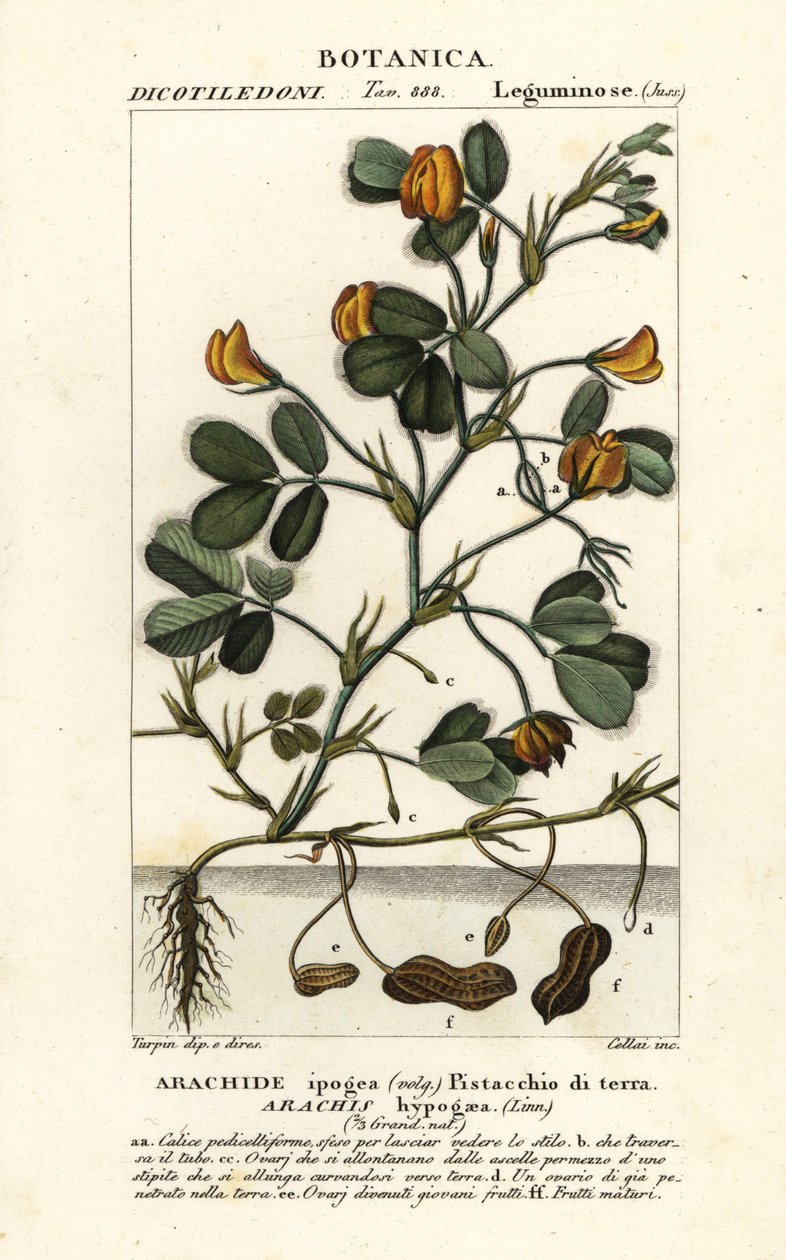 Pinda of aardnoot, Arachis hypogaea door Stanghi Stanghi