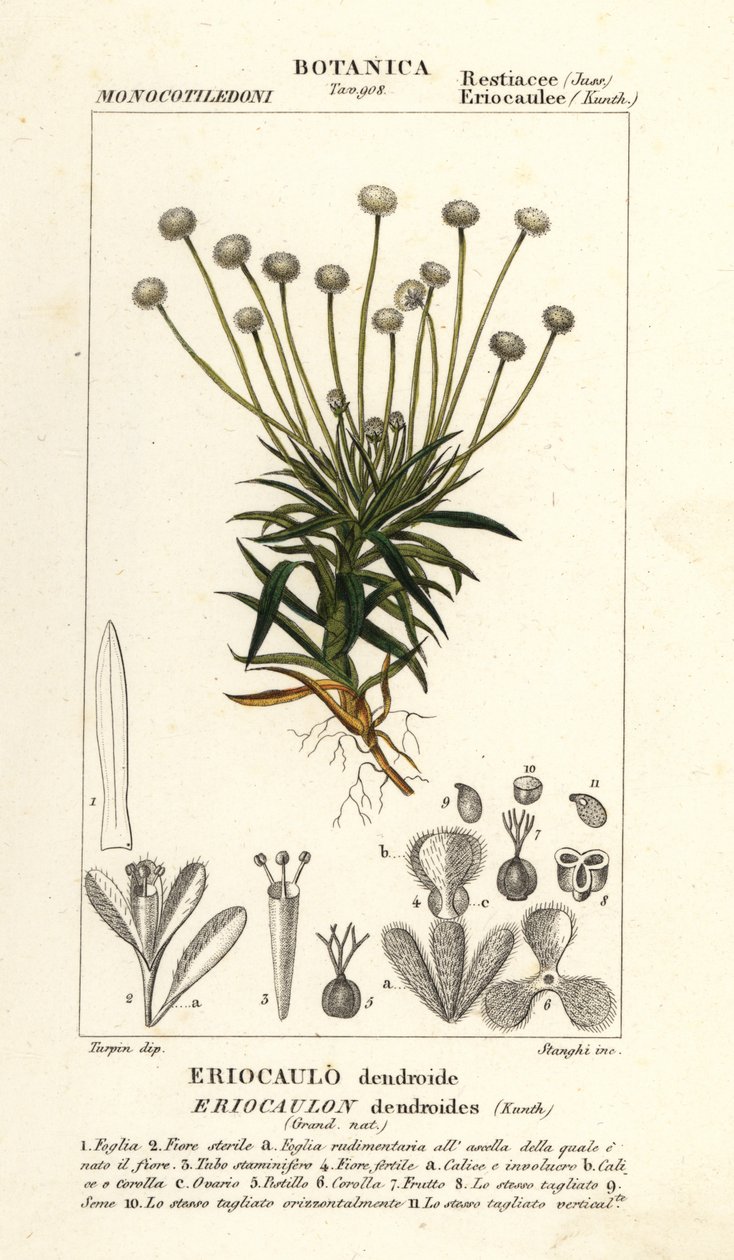 Pipewort, Paepalanthus dendroides door Stanghi Stanghi