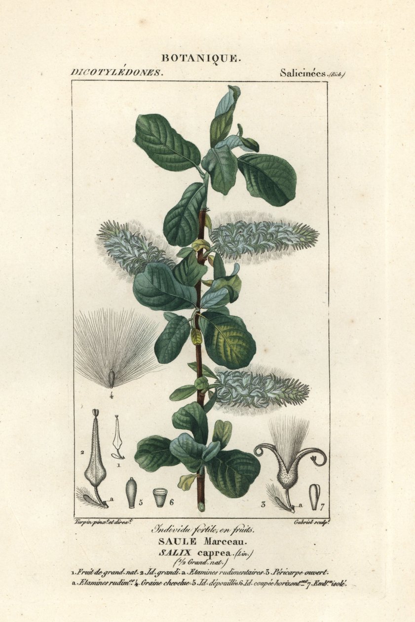 Kattenstaart, Salix caprea door Stanghi Stanghi