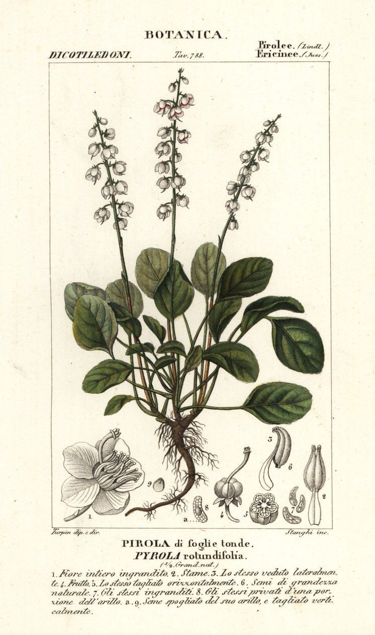 Rondbladige wintergroen, Pyrola rotundifolia door Stanghi Stanghi