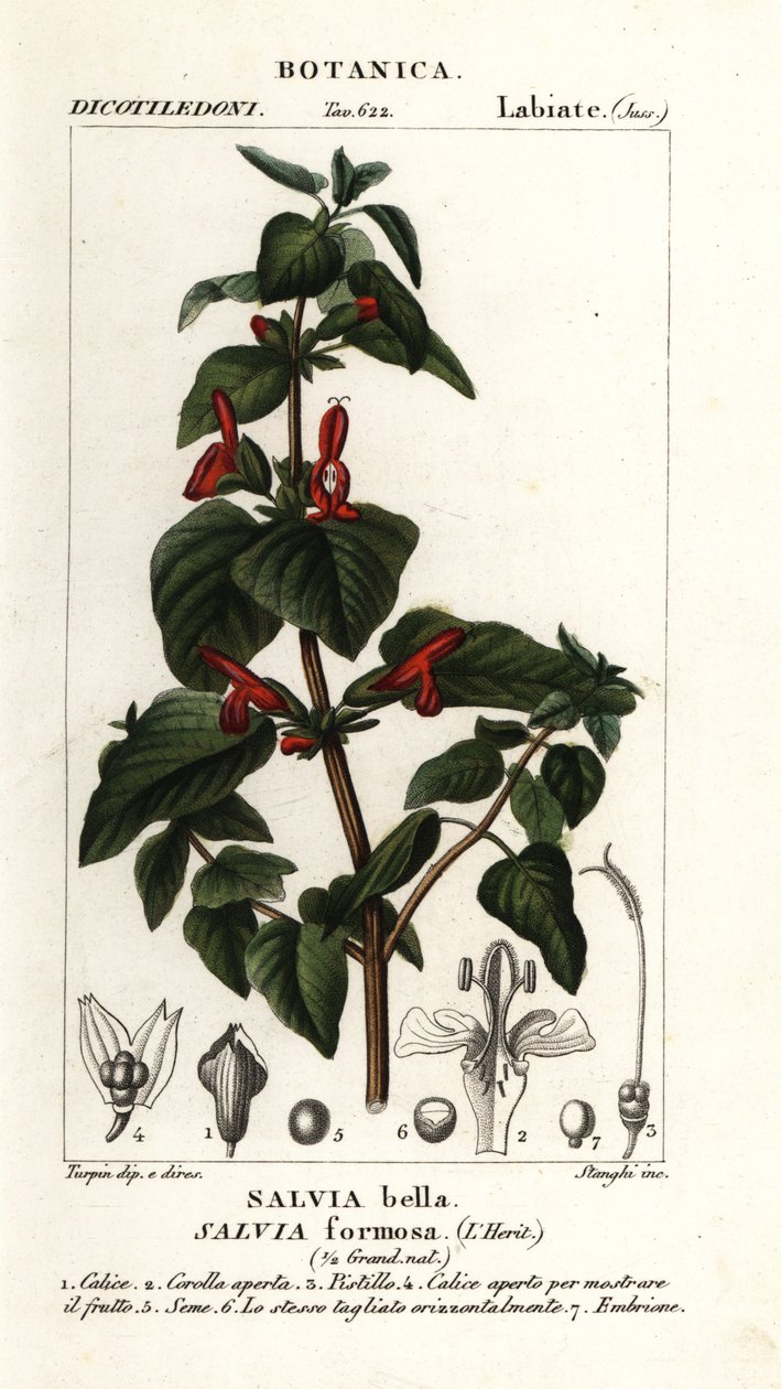 Glanzendbladige salie, Salvia formosa door Stanghi Stanghi
