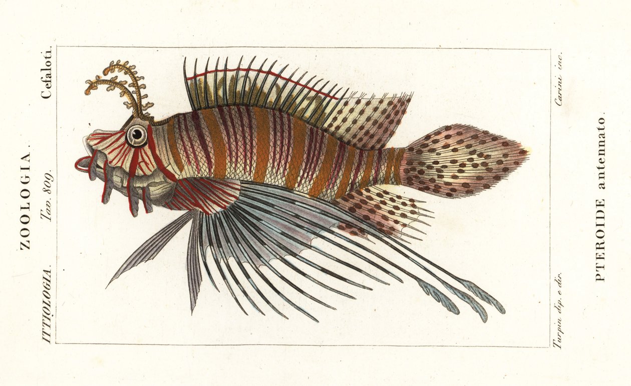 Vlaggenbaars, Pterois antennata door Stanghi Stanghi
