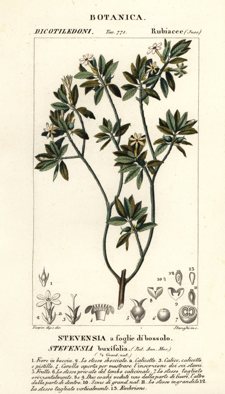 Stevensia buxifolia door Stanghi Stanghi