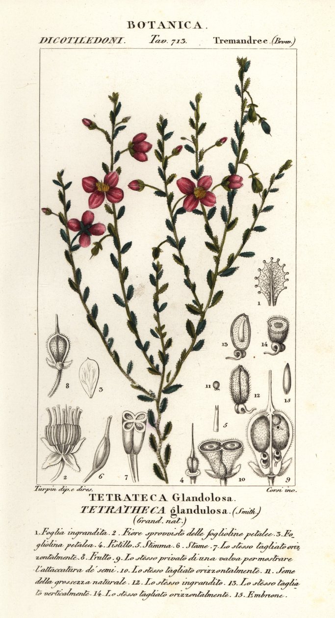 Tetratheca glandulosa door Stanghi Stanghi