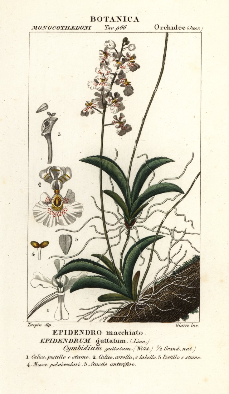 Tolumnia guttata orchidee door Stanghi Stanghi