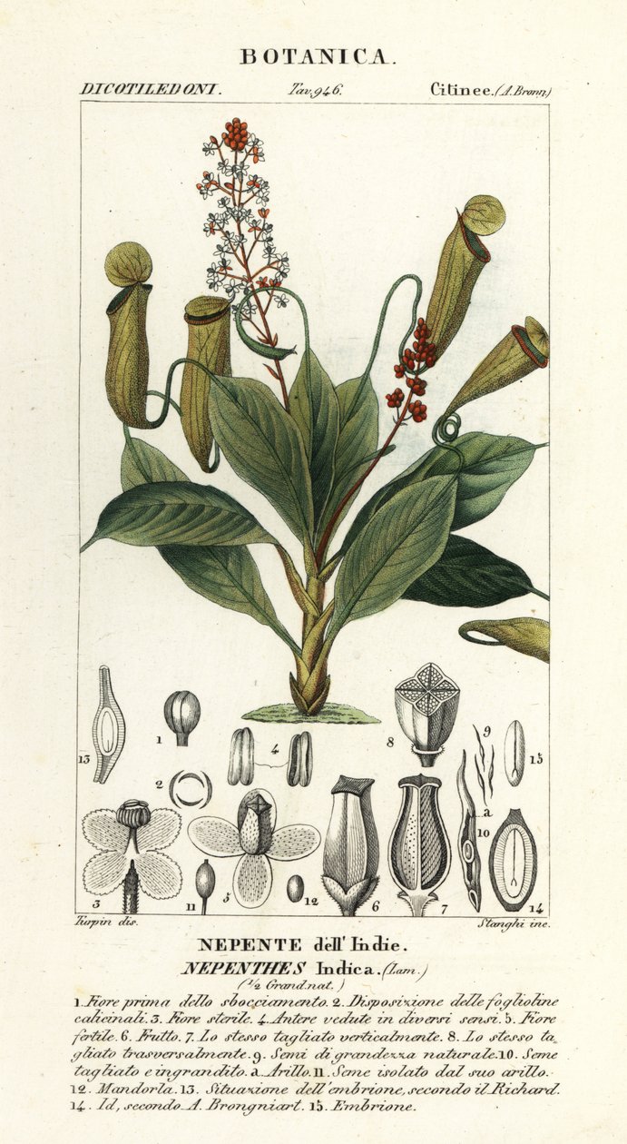 Tropische bekerplant, Nepenthes distillatoria door Stanghi Stanghi