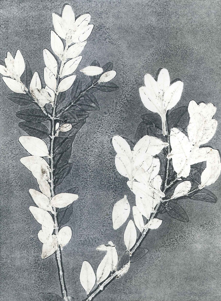Midnight Garden III, 2015 (monoprint op papier) door Stephen Dow