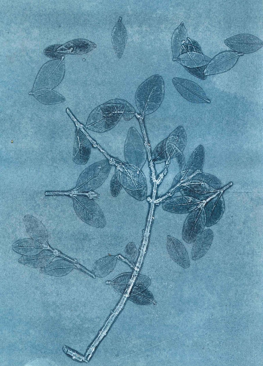 Midnight Garden I, 2015 (monoprint op papier) door Stephen Dow