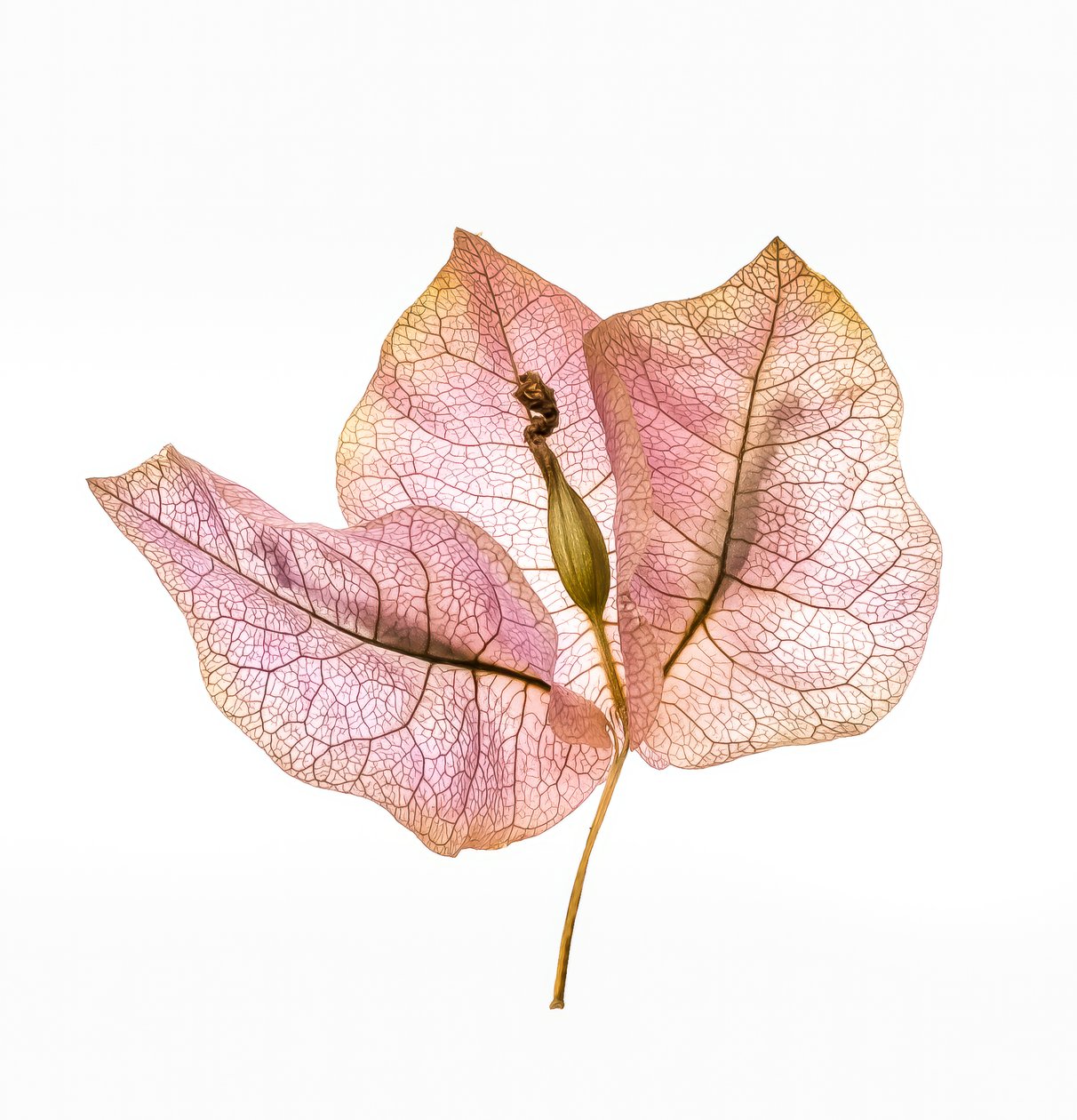 Bougainvillea schutblad nr. 01, 2020 door Steve Gallagher