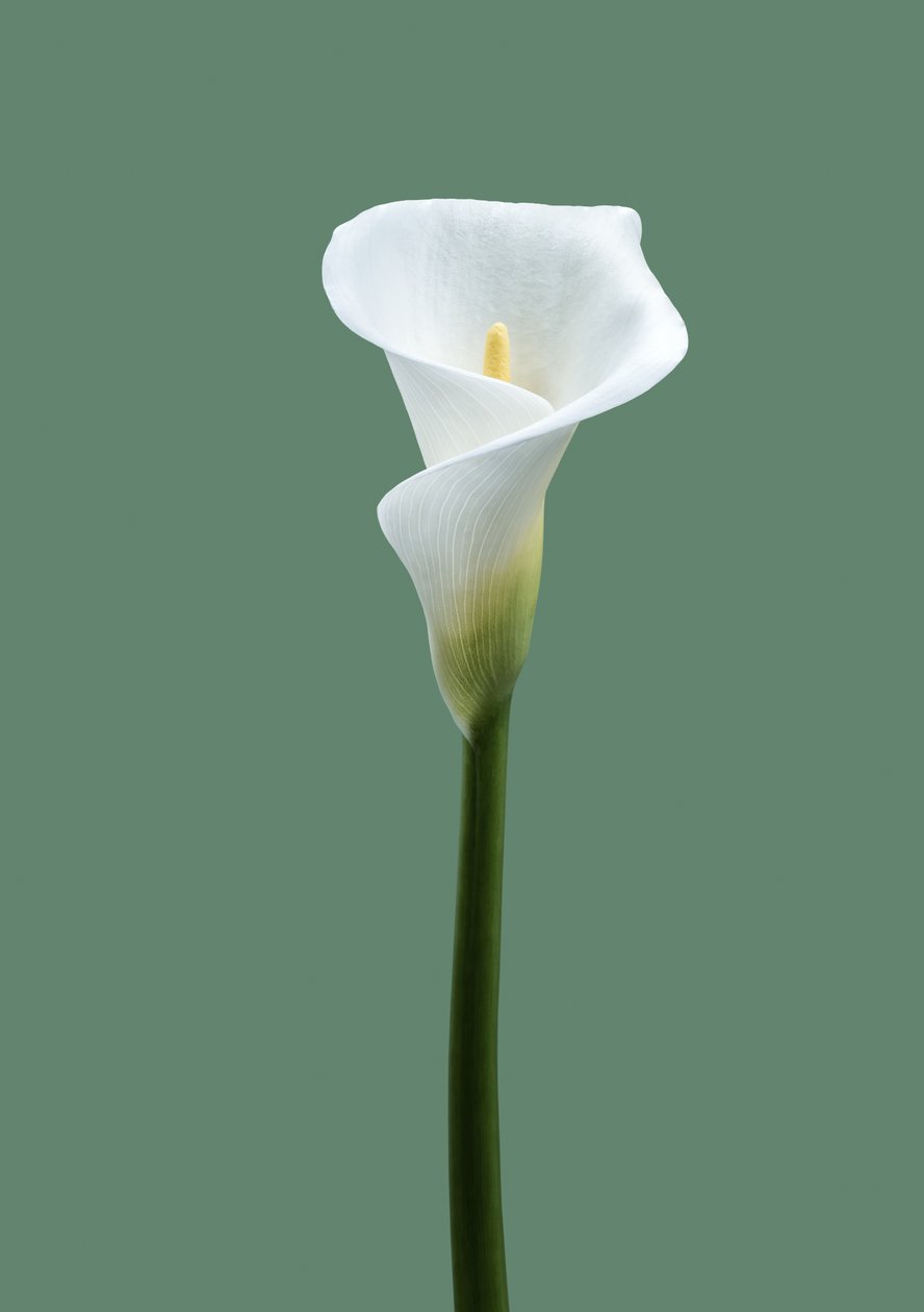 Calla Lelie Nr. 02, 2021 door Steve Gallagher