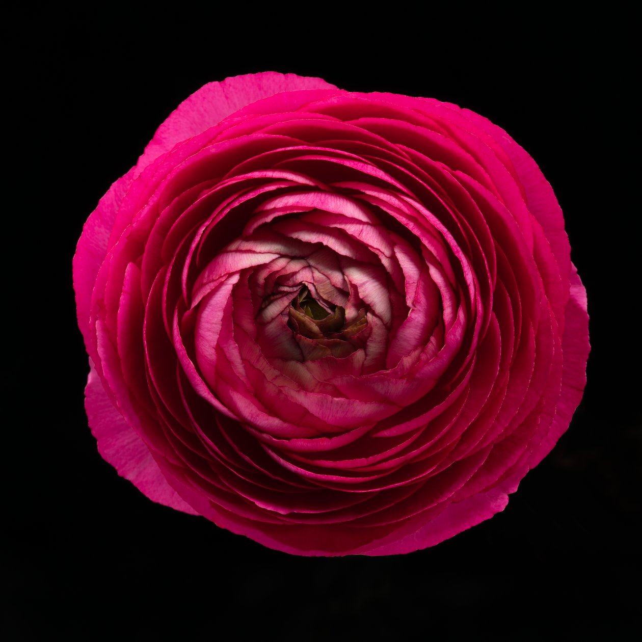 Ranunculus No. 01, 2020 door Steve Gallagher